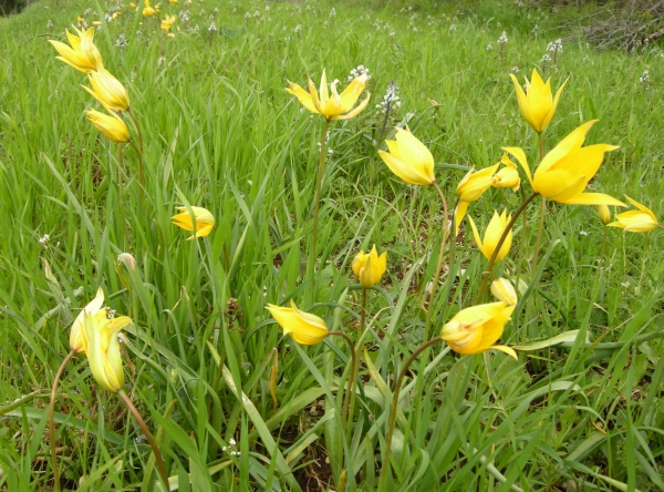 Tulipa sylvestris / Tulipano selvatico dei campi